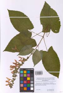 Шалфей железистый, Шалфей клейкий L., Восточная Европа, Московская область и Москва (E4a) (Россия)