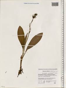 Любка зеленоцветковая (Custer) Rchb., Восточная Европа, Ростовская область (E12a) (Россия)