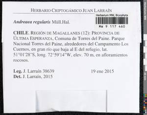 Andreaea regularis Müll. Hal., Гербарий мохообразных, Мхи - Америка (BAm) (Чили)