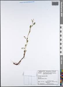 Solidago virgaurea subsp. lapponica (With.) Tzvelev, Сибирь, Центральная Сибирь (S3) (Россия)