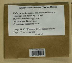 Palustriella commutata (Hedw.) Ochyra, Гербарий мохообразных, Мхи - Северный Кавказ и Предкавказье (B12) (Россия)