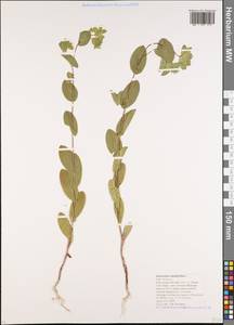 Володушка круглолистная L., Кавказ, Краснодарский край и Адыгея (K1a) (Россия)