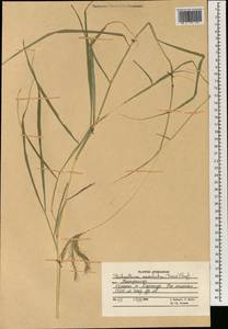 Dichanthium annulatum (Forssk.) Stapf, Зарубежная Азия (ASIA) (Афганистан)