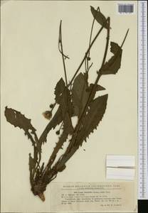 Crepis pyrenaica (L.) Greuter, Западная Европа (EUR) (Румыния)