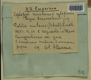 Pohlia nutans (Hedw.) Lindb., Гербарий мохообразных, Мхи - Среднее Поволжье (B9) (Россия)