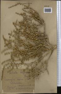 Halothamnus glaucus subsp. hispidulus (Bunge) Kothe-Heinr., Средняя Азия и Казахстан, Каракумы (M6) (Туркмения)