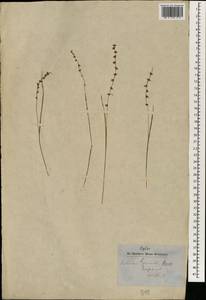 Scleria lithosperma var. lithosperma, Зарубежная Азия (ASIA) (Непал)