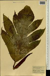 Artocarpus altilis (Parkinson) Fosberg, Африка (AFR) (Гвинея)