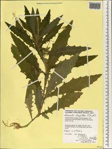 Hippobroma longiflora (L.) G.Don, Африка (AFR) (Сейшельские острова)