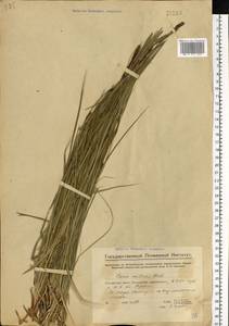 Осока черноколосая M.Bieb. ex Willd., Восточная Европа, Средневолжский район (E8) (Россия)