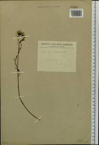 Crepidiastrum tenuifolium (Willd.) Sennikov, Сибирь, Прибайкалье и Забайкалье (S4) (Россия)