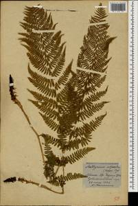 Pseudathyrium alpestre subsp. alpestre, Кавказ, Абхазия (K4a) (Абхазия)