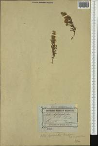 Olearia lepidophylla (Pers.) Benth., Австралия и Океания (AUSTR) (Австралия)