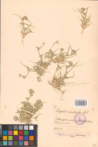 Sporobolus aculeatus (L.) P.M.Peterson, Восточная Европа, Средневолжский район (E8) (Россия)