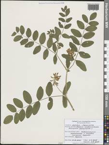 Астрагал солодколистный L., Восточная Европа, Центральный лесостепной район (E6) (Россия)