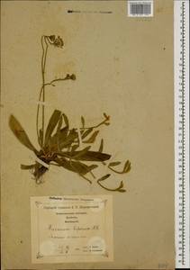 Pilosella bifurca (M. Bieb.) F. W. Schultz & Sch. Bip., Кавказ, Грузия (K4) (Грузия)