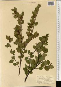 Береза кустарниковая Pall., Монголия (MONG) (Монголия)