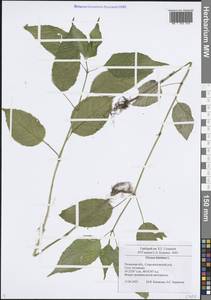 Двулепестник парижский, Цирцея парижская L., Восточная Европа, Центральный район (E4) (Россия)
