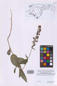 Дремлик широколистный, Дремлик чемерицевый (L.) Crantz, Восточная Европа, Московская область и Москва (E4a) (Россия)