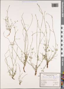 Semenovia frigida (Boiss. & Hausskn.) Manden., Зарубежная Азия (ASIA) (Иран)