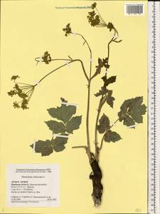 Heracleum sphondylium subsp. sibiricum (L.) Simonk., Восточная Европа, Центральный лесостепной район (E6) (Россия)