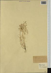 Булавоножка растопыренная (Gouan) Rchb., Западная Европа (EUR) (Франция)