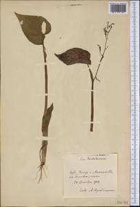 Pontederiaceae, Америка (AMER) (Куба)