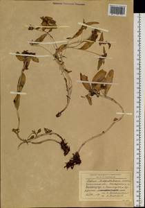 Phedimus middendorfianus subsp. middendorfianus, Сибирь, Прибайкалье и Забайкалье (S4) (Россия)