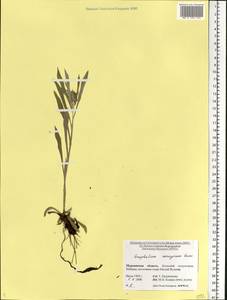 Сушеница норвежская (Gunnerus) Sch. Bip. & F. W. Schultz, Восточная Европа, Северный район (E1) (Россия)