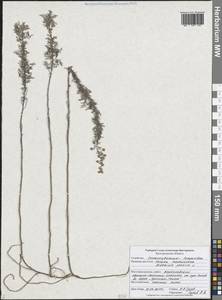 Полынь понтийская L., Восточная Европа, Центральный лесостепной район (E6) (Россия)