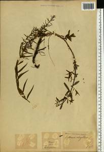 Дербенник лозный L., Восточная Европа, Молдавия (E13a) (Молдавия)