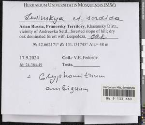 Lewinskya sordida (Sull. & Lesq.) F. Lara, Garilleti & Goffinet, Гербарий мохообразных, Мхи - Дальний Восток (без Чукотки и Камчатки) (B20) (Россия)
