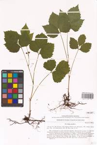 Костяника каменистая L., Восточная Европа, Северо-Украинский район (E11) (Украина)