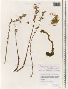 Epipogium roseum (D.Don) Lindl., Зарубежная Азия (ASIA) (Вьетнам)