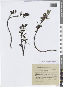 Ива арктическая Pall., Сибирь, Центральная Сибирь (S3) (Россия)