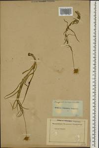 Gelasia biebersteinii (Lipsch.) Zaika, Sukhor. & N. Kilian, Кавказ (без точных местонахождений) (K0)