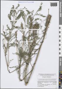 Астрагал эспарцетный L., Восточная Европа, Средневолжский район (E8) (Россия)