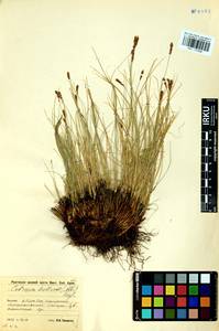 Carex myosuroides Vill., Сибирь, Прибайкалье и Забайкалье (S4) (Россия)