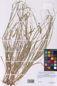 Осока удлиненная L., Восточная Европа, Московская область и Москва (E4a) (Россия)