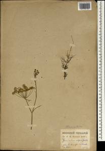 Anethum foeniculum L., Зарубежная Азия (ASIA) (Япония)