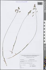 Anthoxanthum nitens (Weber) Y.Schouten & Veldkamp, Сибирь, Чукотка и Камчатка (S7) (Россия)