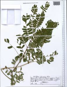 Albizia schimperiana Oliv., Африка (AFR) (Эфиопия)
