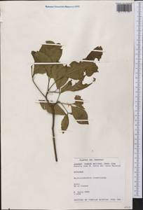 Balfourodendron riedelianum (Engl.) Engl., Америка (AMER) (Парагвай)