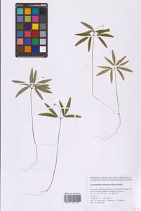 Ветреница Радде Regel, Сибирь, Дальний Восток (S6) (Россия)