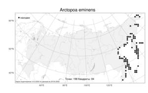 Arctopoa eminens, Арктомятлик выделяющийся (J.Presl) Prob., Атлас флоры России (FLORUS) (Россия)