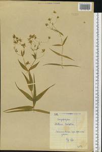 Rabelera holostea (L.) M. T. Sharples & E. A. Tripp, Восточная Европа, Северо-Украинский район (E11) (Украина)