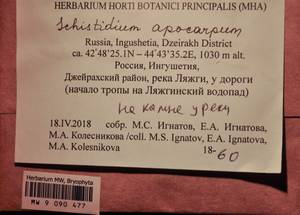 MW 9 090 477, Schistidium apocarpum (Hedw.) Bruch & Schimp., Гербарий мохообразных, Мхи - Северный Кавказ и Предкавказье (B12) (Россия)