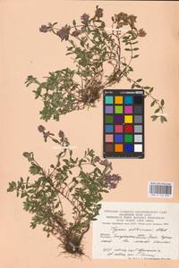 MHA 0 156 828, Чабрец Регнера K.Koch, Восточная Европа, Западно-Украинский район (E13) (Украина)