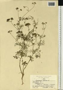 Кориандр посевной, Кинза L., Восточная Европа, Московская область и Москва (E4a) (Россия)