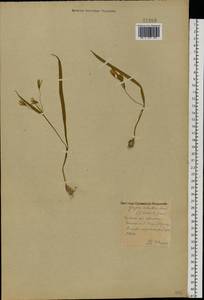 Гусиный лук желтый (L.) Ker Gawl., Восточная Европа, Центральный лесной район (E5) (Россия)